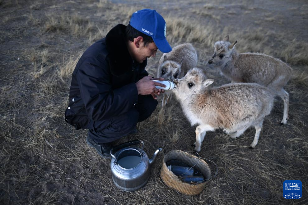 “藏羚羊幼儿园”里的“寒假生活”