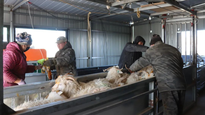 内蒙古鄂尔多斯市鄂托克旗牧民国庆有了养羊“好帮手”