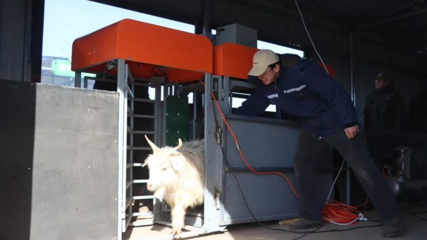 内蒙古鄂尔多斯市鄂托克旗牧民国庆有了养羊“好帮手”
