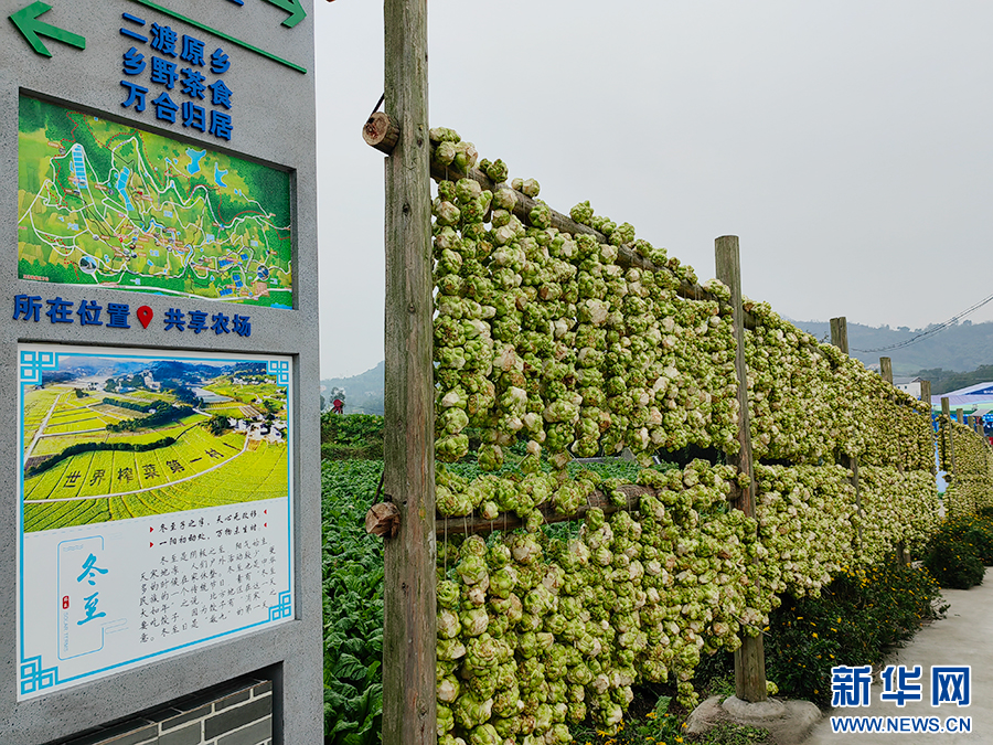 “榨菜产业大脑”在重庆涪陵正式发布