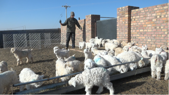 新年好景 内蒙古鄂尔多斯市鄂托克草原上迎来第一批春羔