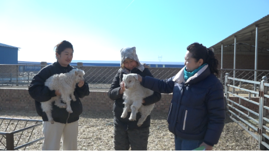 新年好景 内蒙古鄂尔多斯市鄂托克草原上迎来第一批春羔