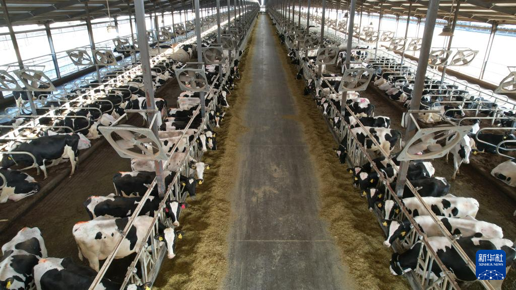 山东沂南：发展奶牛养殖
