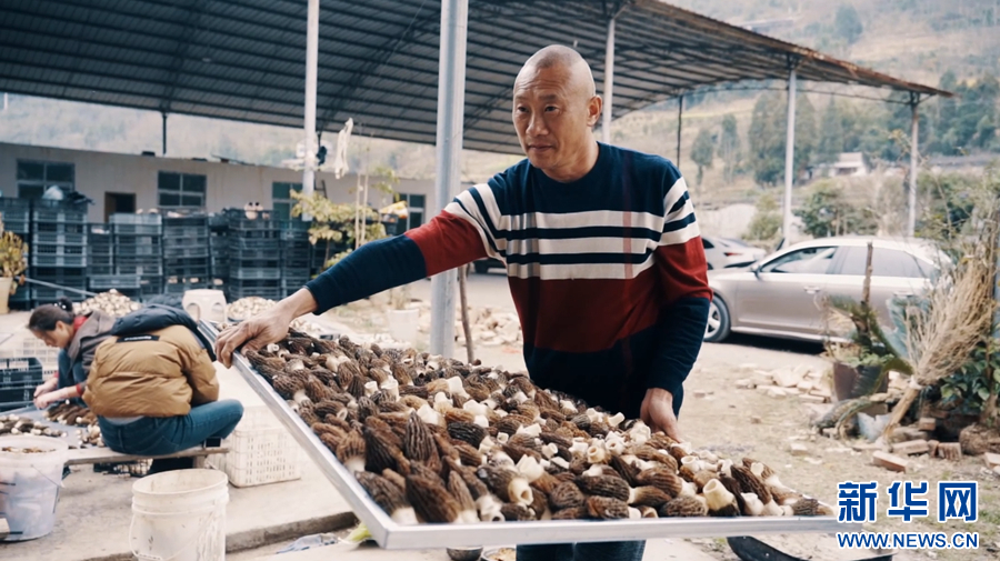 小小羊肚菌 撑起乡村振兴“富民伞”