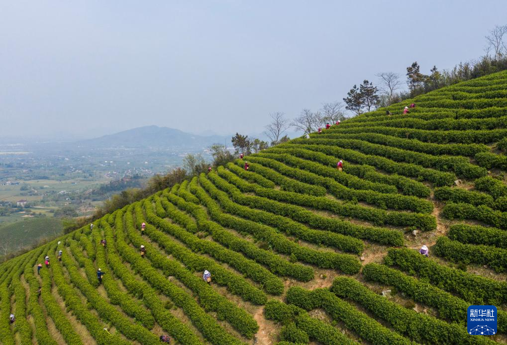 浙江长兴：万亩白茶迎丰收 志愿者护航采茶季