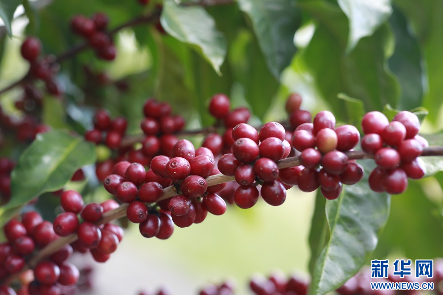 万千气象看云南|云南保山：“庄园+”新模式推动咖啡产业与农文旅融合发展