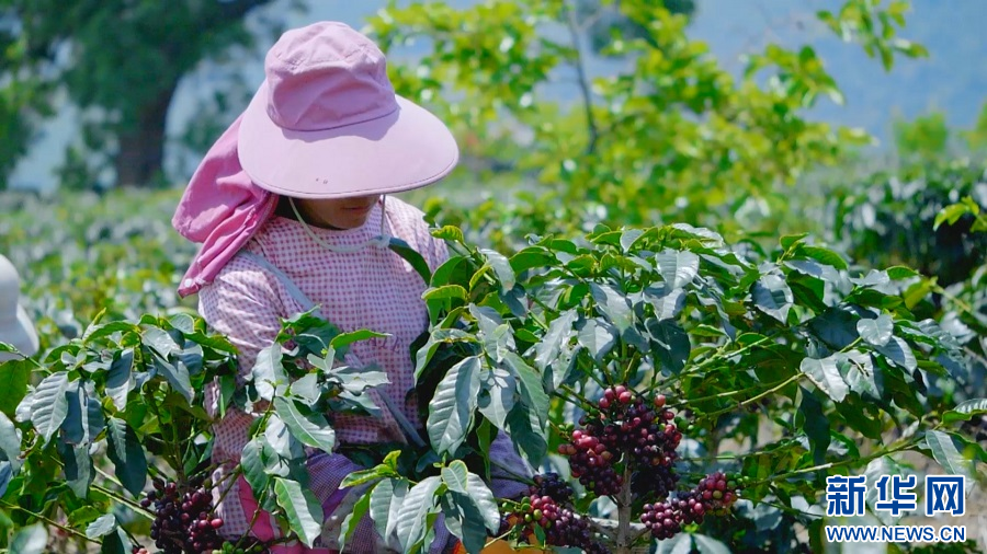 万千气象看云南|云南保山：“庄园+”新模式推动咖啡产业与农文旅融合发展
