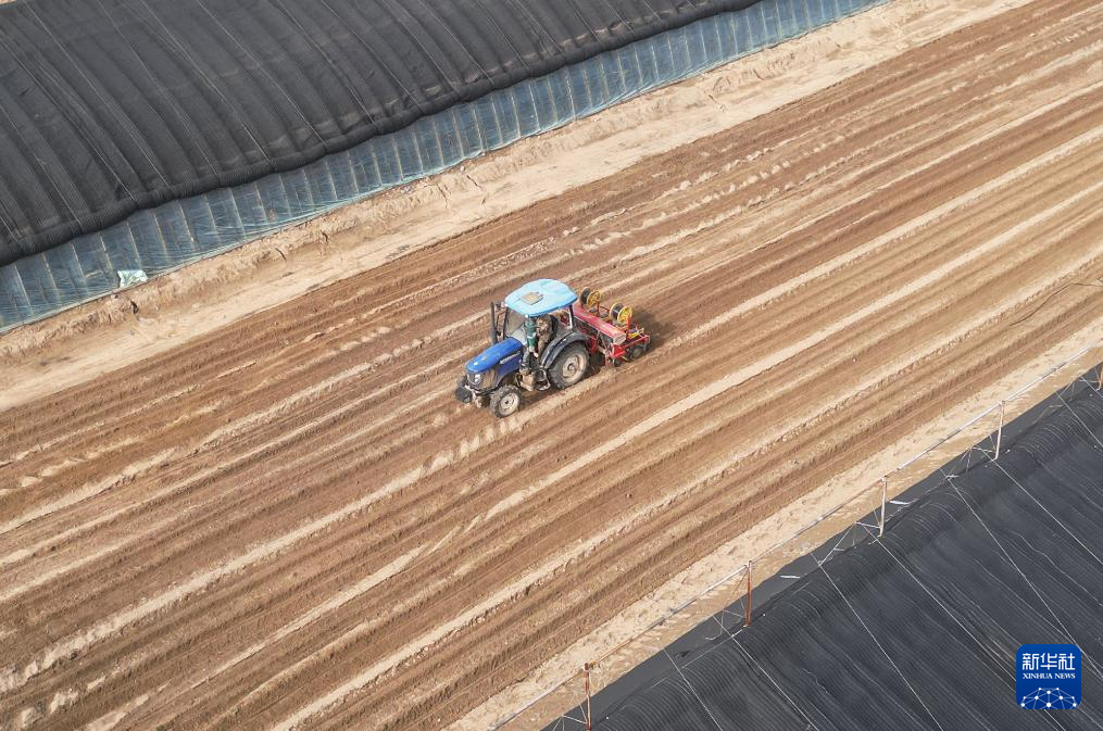 辽宁阜新：玉米密植助力防沙治沙