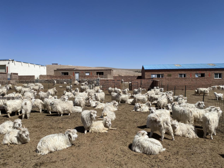 内蒙古鄂尔多斯市鄂托克旗：羊绒优质优价奖补 让“软黄金”变真金
