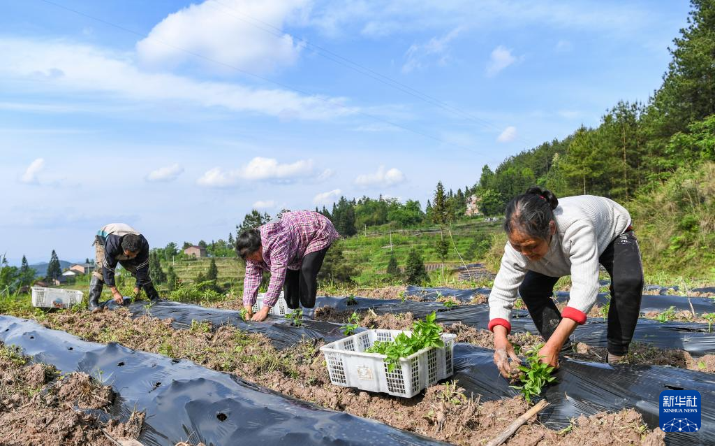 重庆石柱：壮大村集体经济 助力乡村振兴