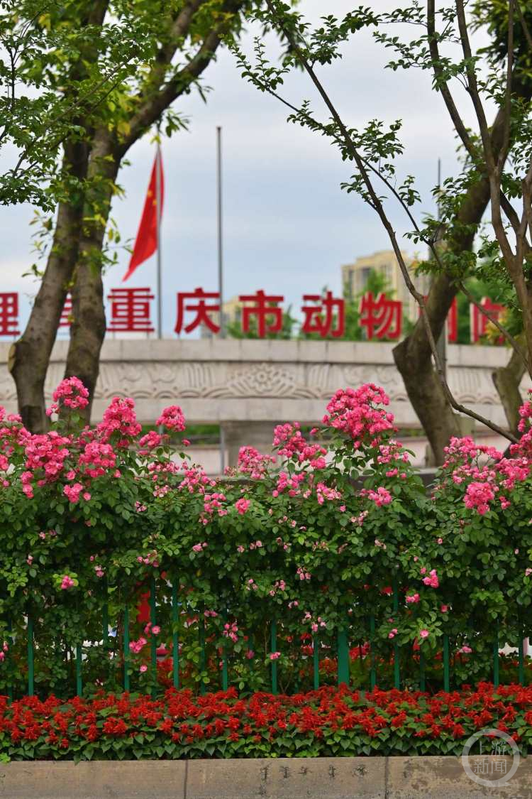 月季盛放正当时 重庆九龙坡这些鲜花大道等你来赏