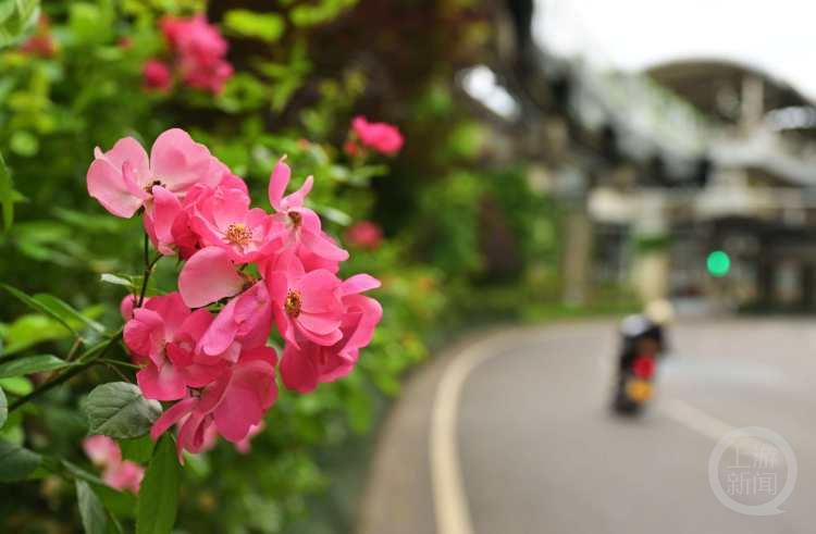 月季盛放正当时 重庆九龙坡这些鲜花大道等你来赏