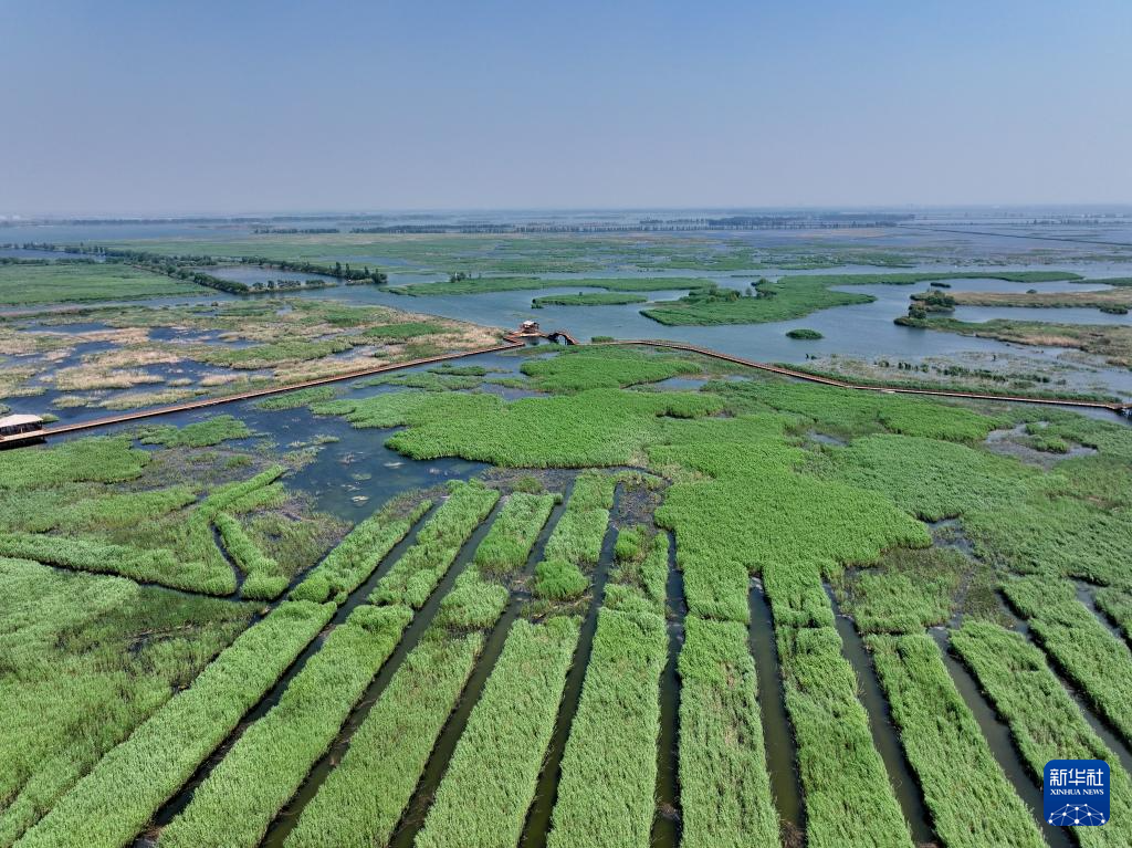 “华北明珠”白洋淀初夏风光旖旎