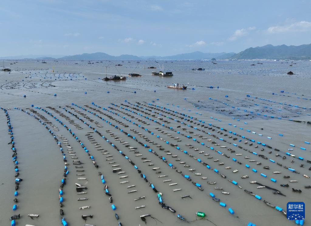 福建霞浦：海带之乡迎来海带收获季