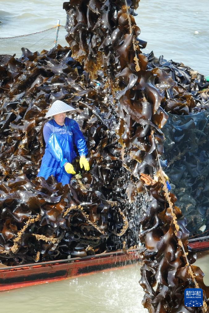 福建霞浦：海带之乡迎来海带收获季