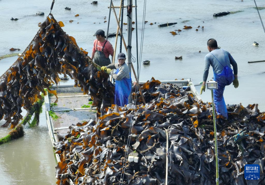 福建霞浦：海带之乡迎来海带收获季