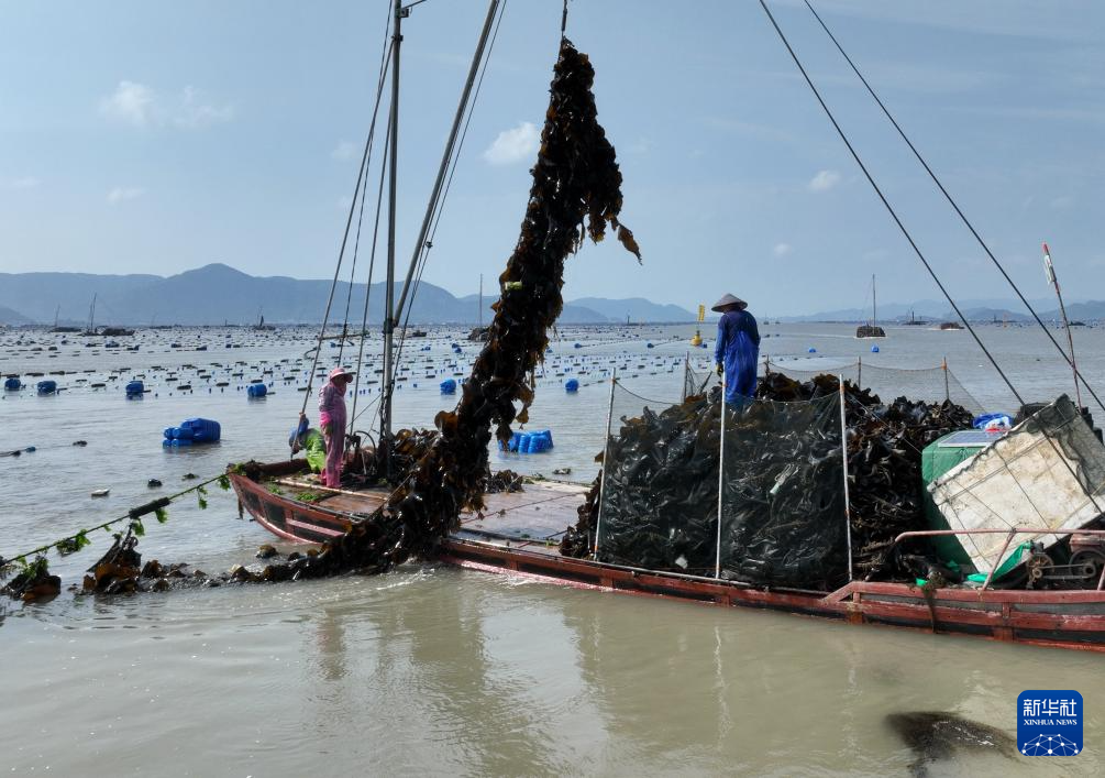 福建霞浦：海带之乡迎来海带收获季