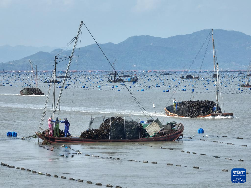 福建霞浦：海带之乡迎来海带收获季