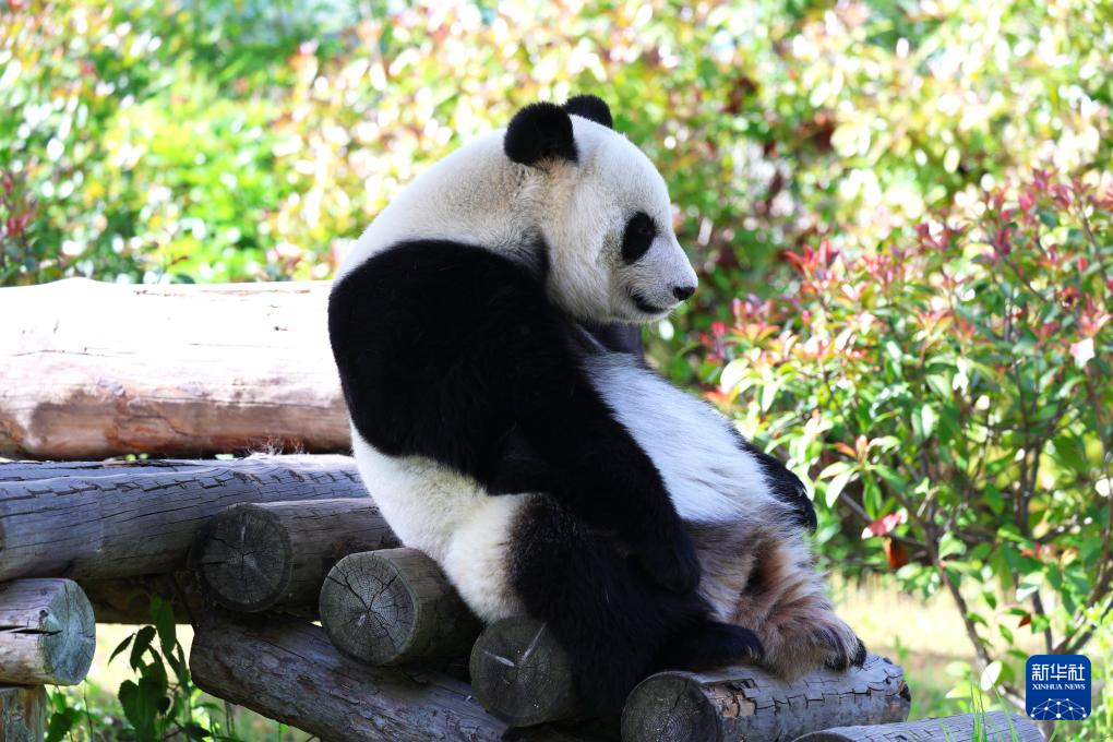 江苏南京：大熊猫乐享初夏阳光