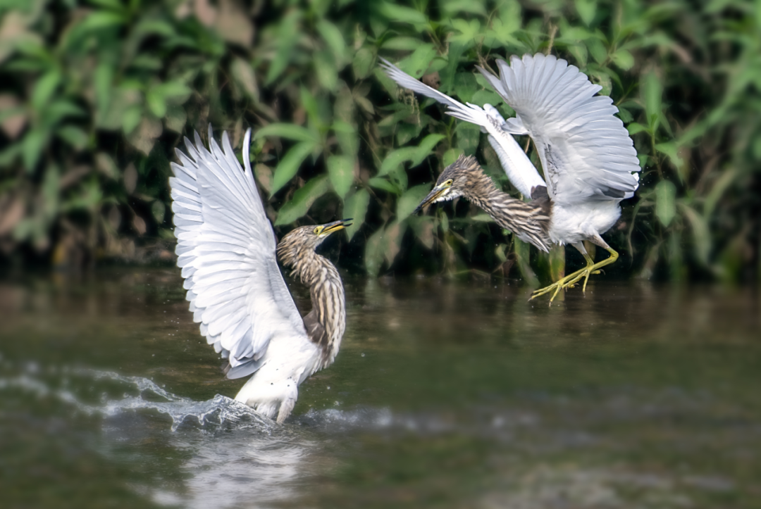 圭塘河畔的“打鸟人”