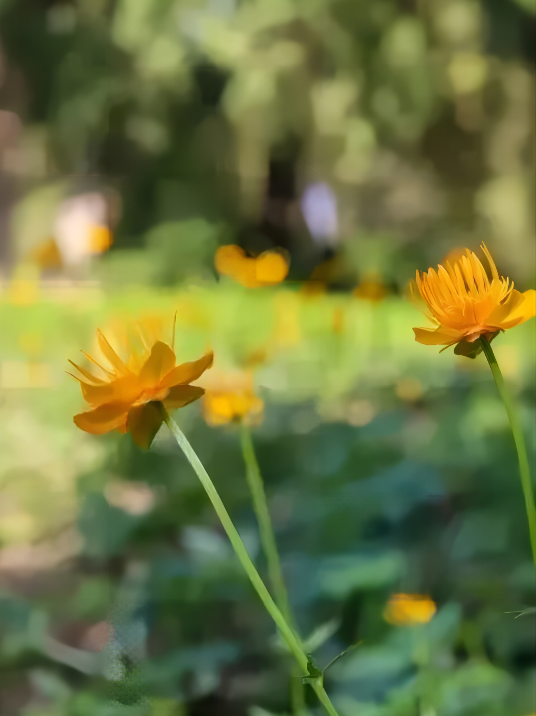 芒种： 热 热 热 ！仲夏开始了！