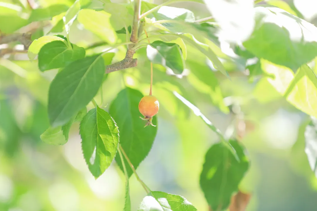 芒种： 热 热 热 ！仲夏开始了！