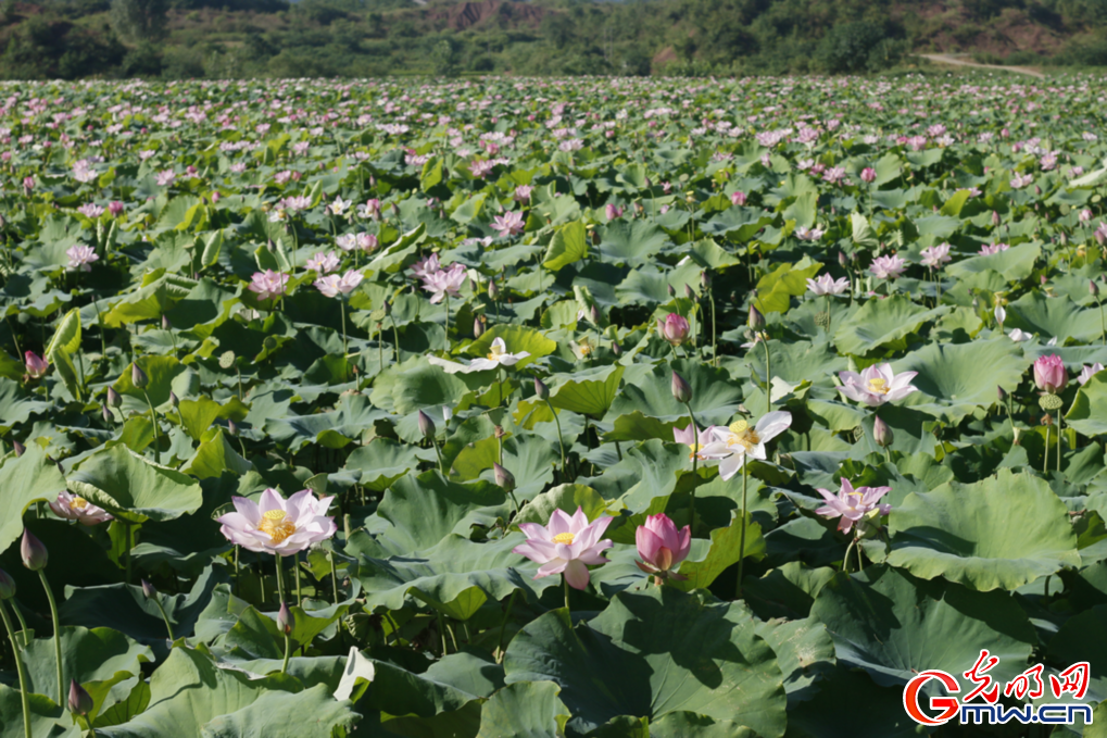 江西广昌“莲乡”：盛夏绽放红莲盛宴