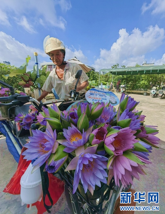 广西玉林：夏日荷花香 乡村旅游旺