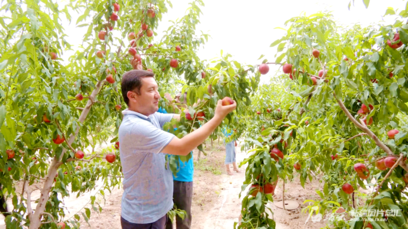 上半年新疆果品出口12亿元 同比增长20%