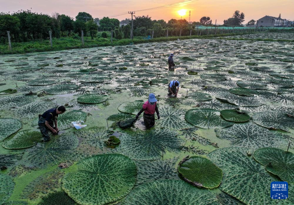 夏日的收获