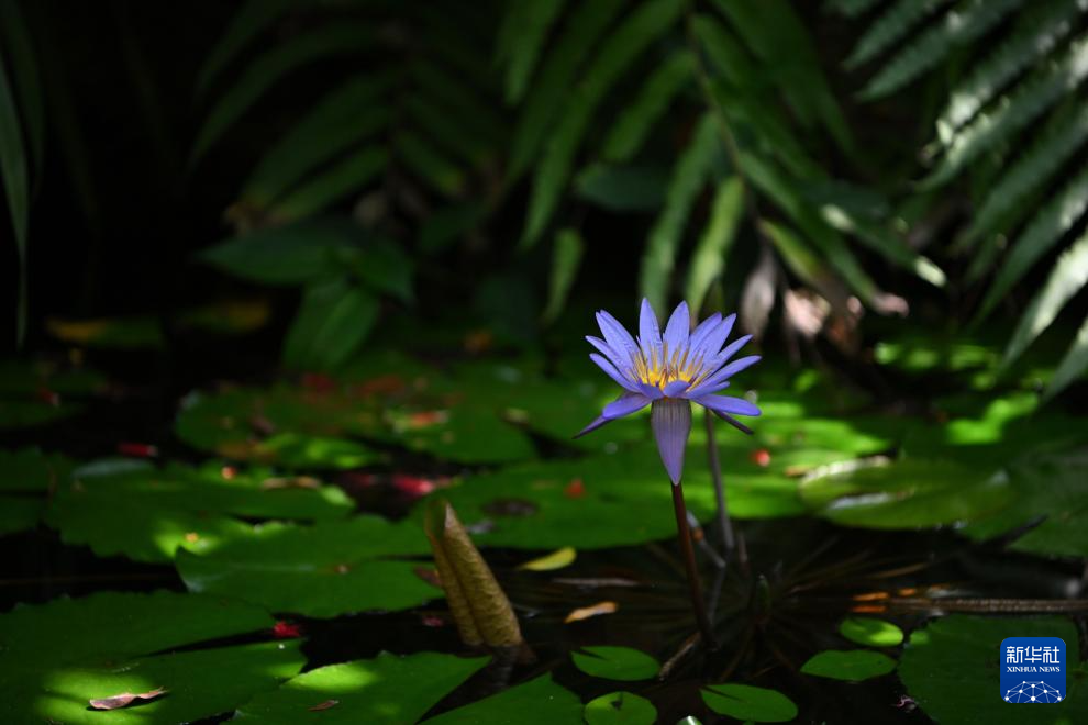 高质量发展调研行｜云南昆明：走进昆明植物园“扶荔宫”