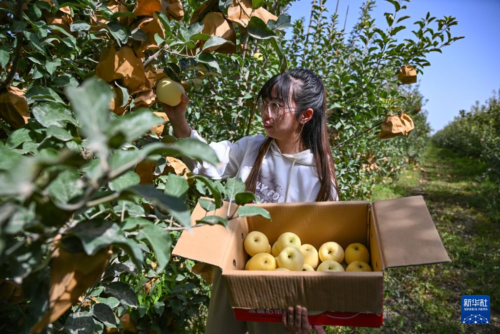 走进新疆生产建设兵团：沃野千里生机勃勃