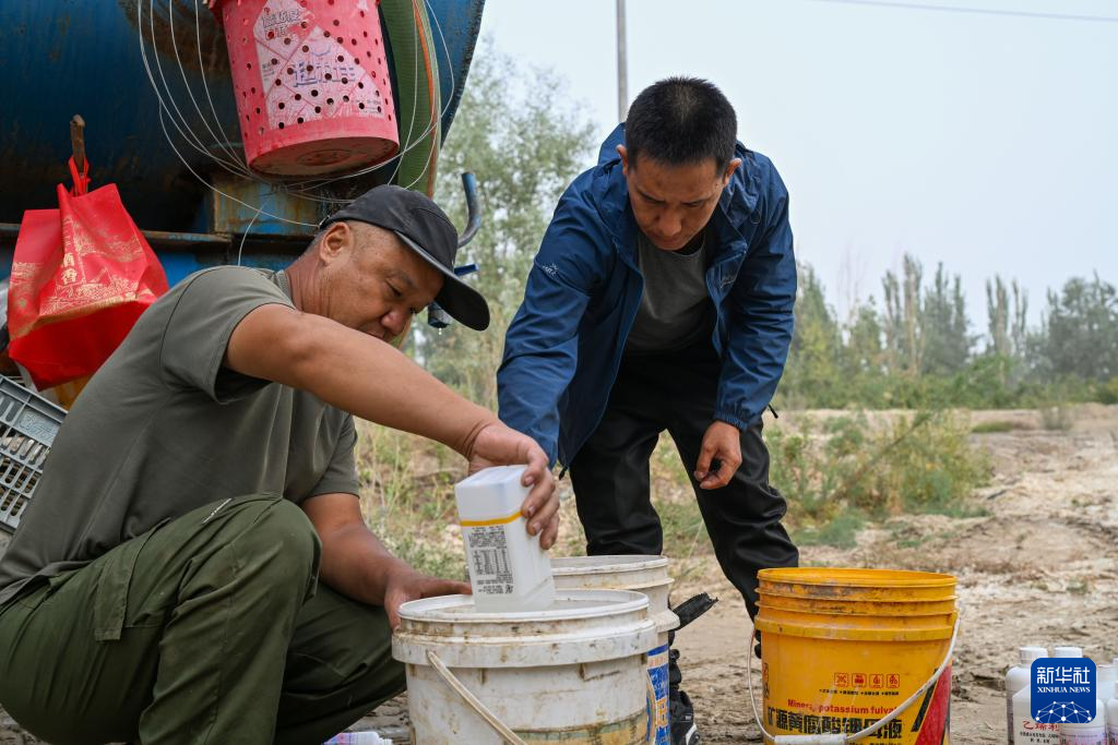 新疆阿拉尔：棉花进入喷洒脱叶剂关键期