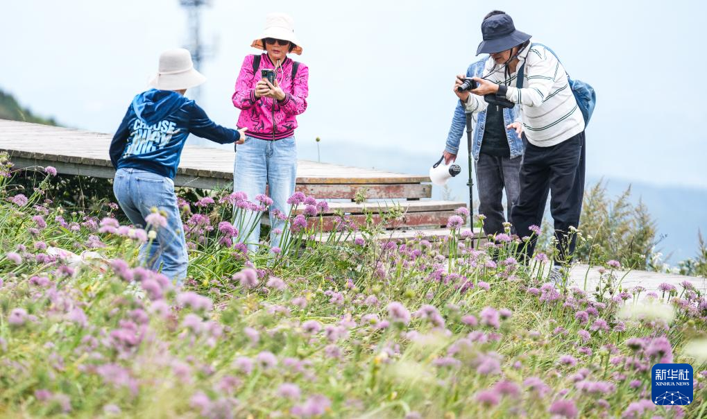 贵州六盘水：韭花盛开引客来