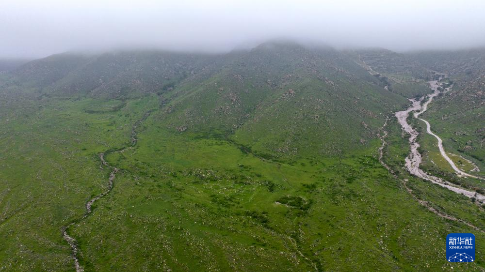 秋雨润绿贺兰山