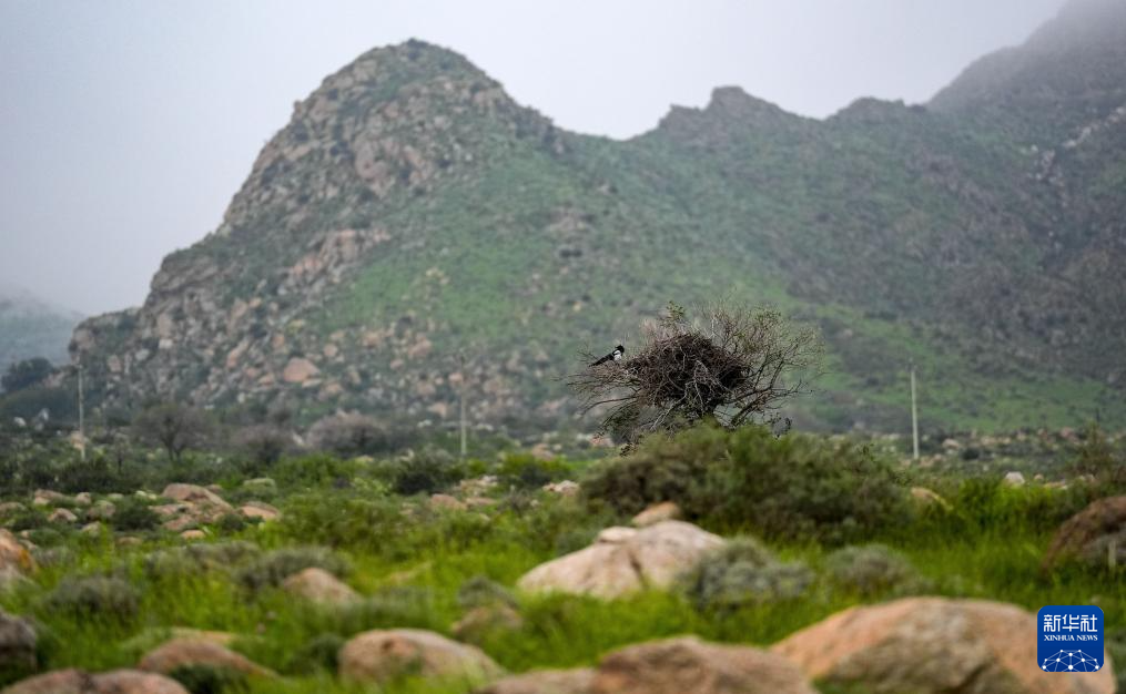 秋雨润绿贺兰星空体育山(图3)