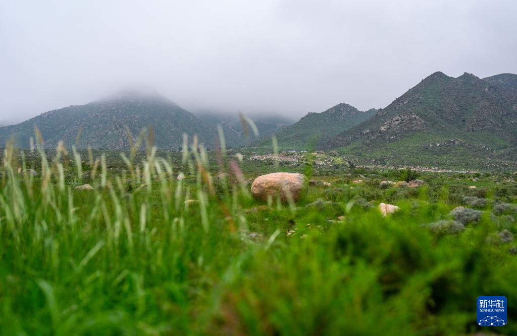 秋雨润绿贺兰星空体育山(图4)