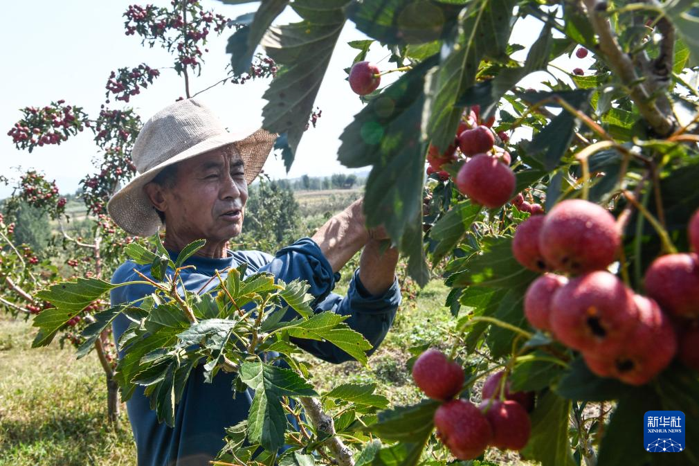 山东新泰：山楂种植助增收