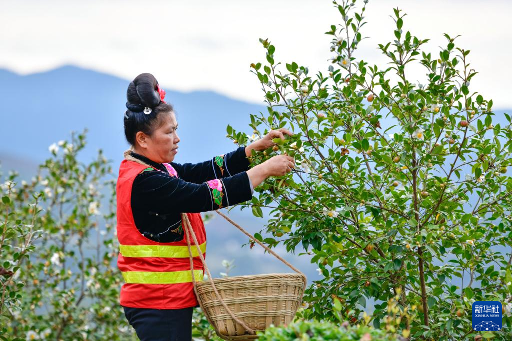 贵州龙里：油茶生态园迎秋收