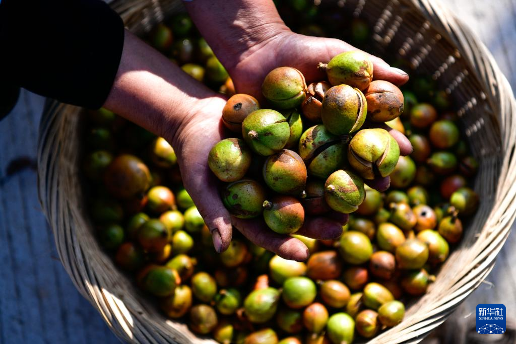 贵州龙里：油茶生态园迎秋收