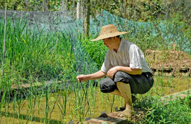 珞珈山下谋“粮”策