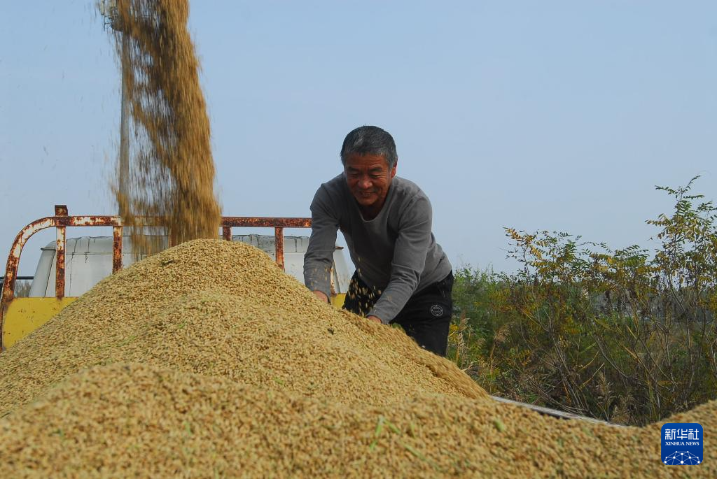 山东即墨：盐碱地水稻迎丰收