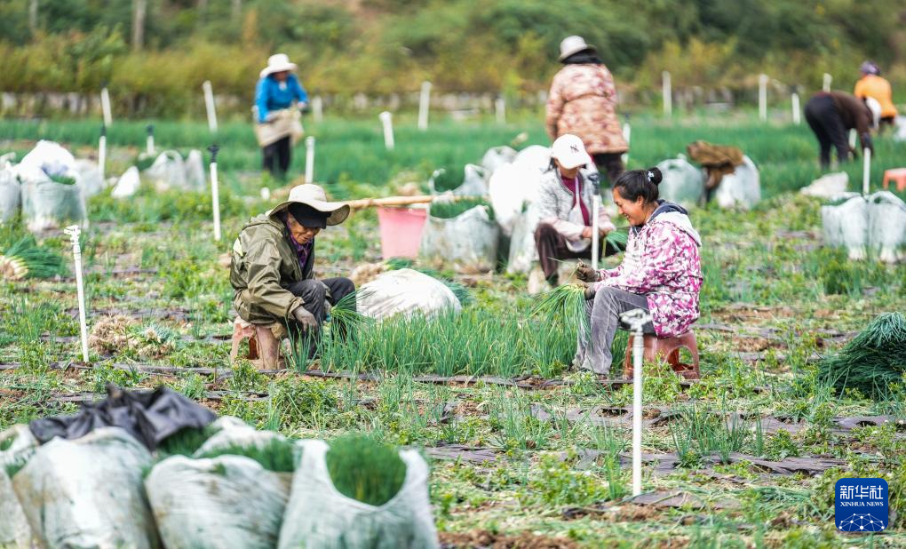 贵州赫章：香葱种植助力农户增收