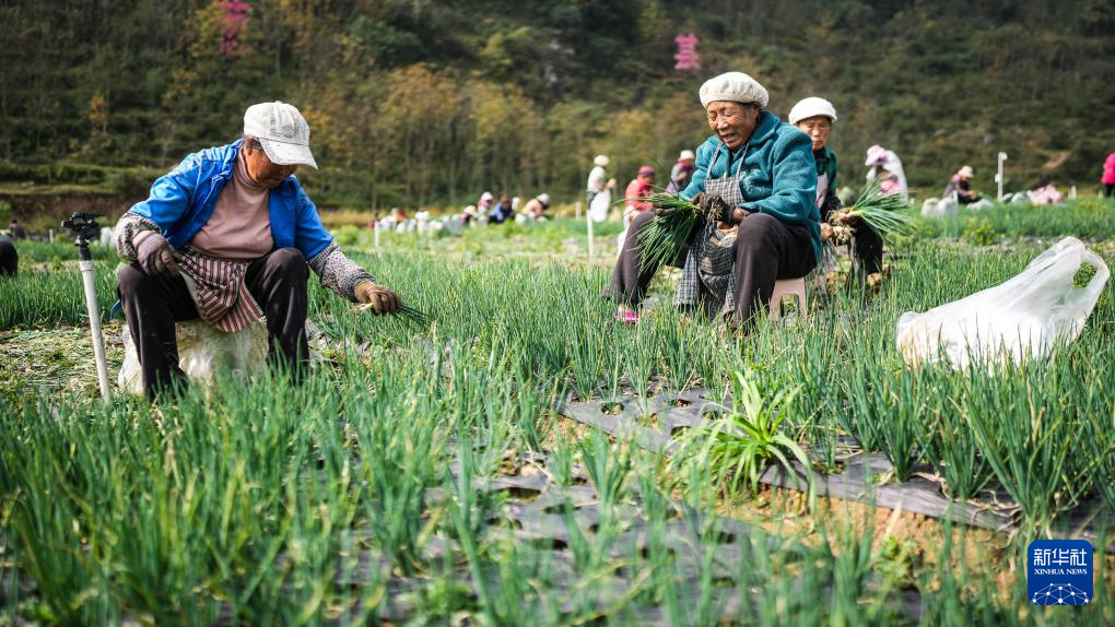 贵州赫章：香葱种植助力农户增收