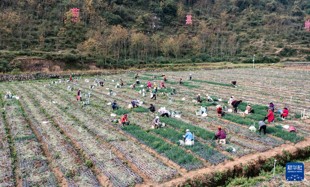 贵州赫章：香葱种植助力农户增收