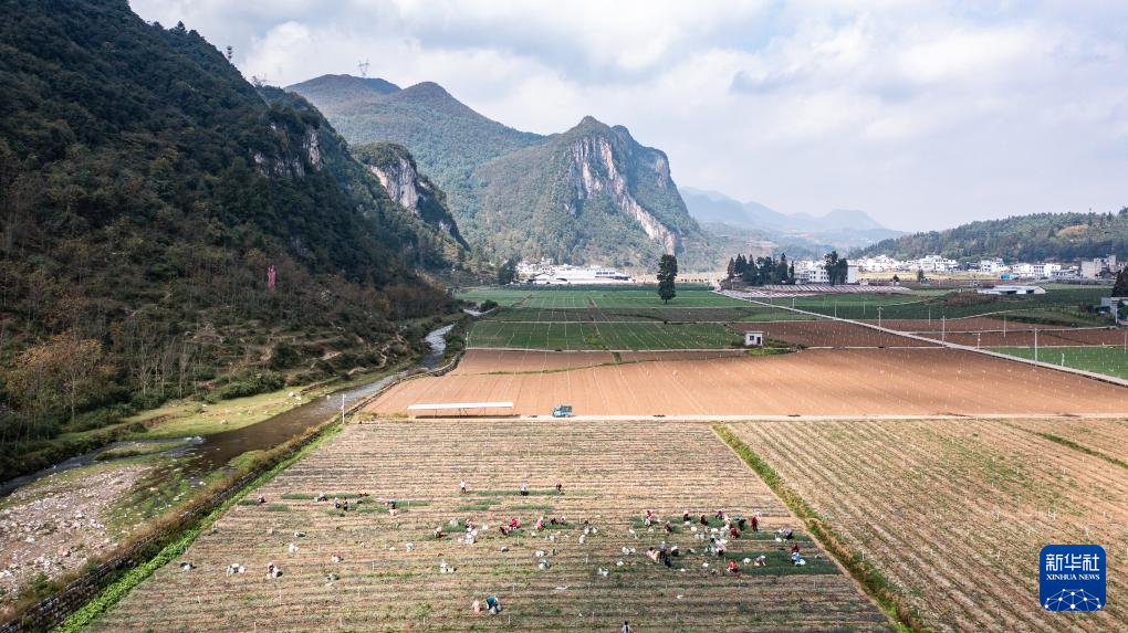 贵州赫章：香葱种植助力农户增收