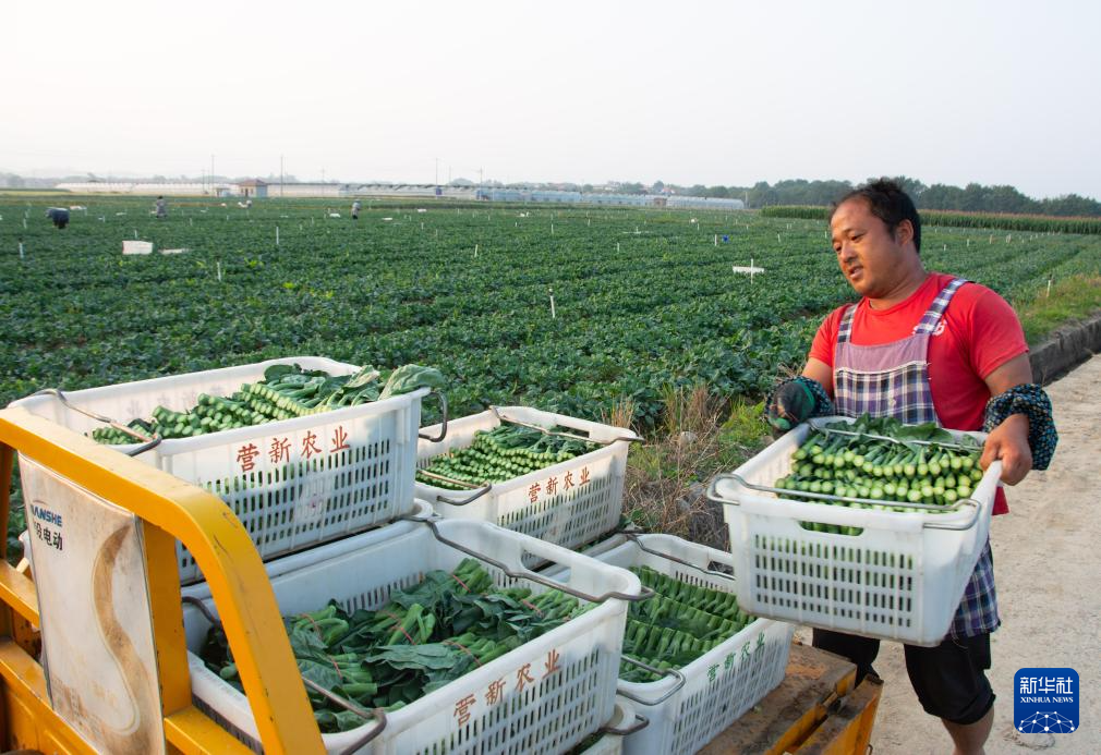 湖南道县：蔬菜采收忙