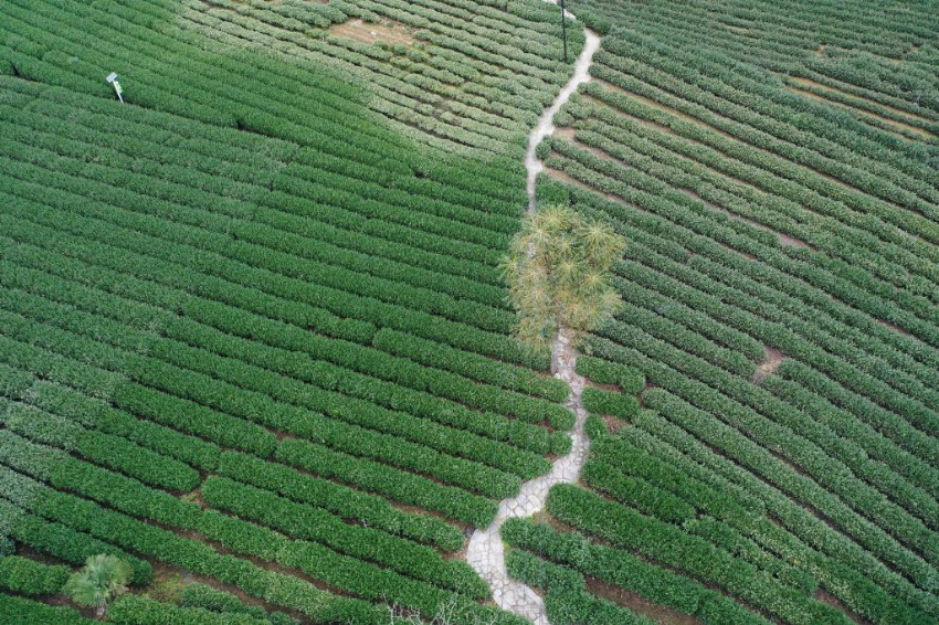 【中央媒体看甘肃】甘肃陇南：茶旅融合发展助力乡村振兴