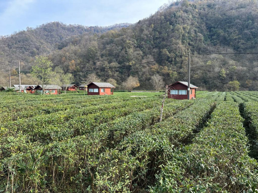 【中央媒体看甘肃】甘肃陇南：茶旅融合发展助力乡村振兴