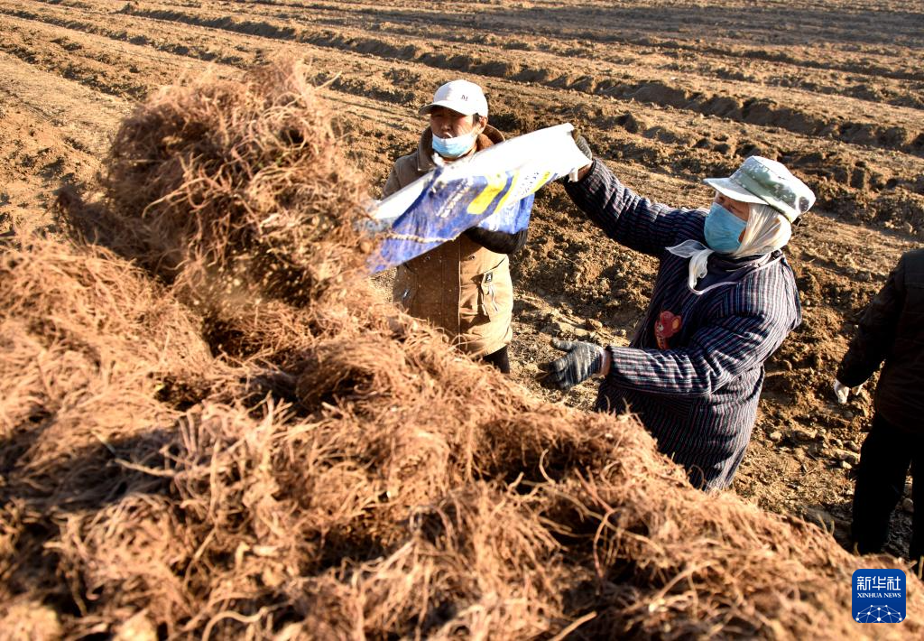 河北邢台：中药材种植助农增收